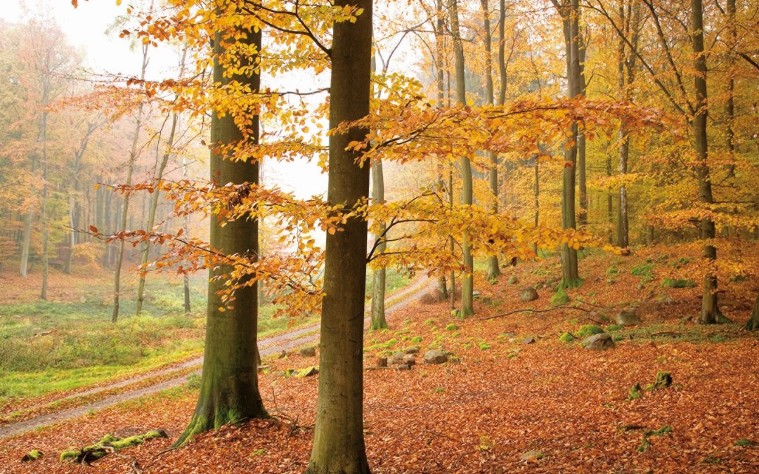 Herbstlicher Buchenwald im Müritz-Nationalpark // © TMV/Steindorf-Sabath Herbstlicher Buchenwald im Müritz-Nationalpark // © TMV/Steindorf-Sabath