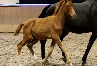 Fohlenschau der Trakehner 2025, &copy; DE