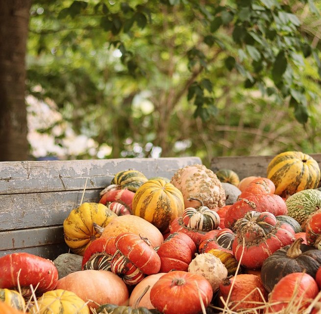 Herbstmarkt // &copy; NoName_13