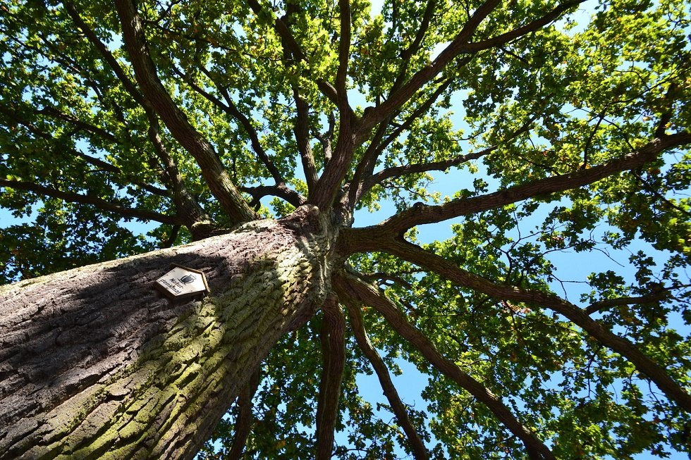 Billroth Eiche, &copy; Tourismuszentrale R&uuml;gen