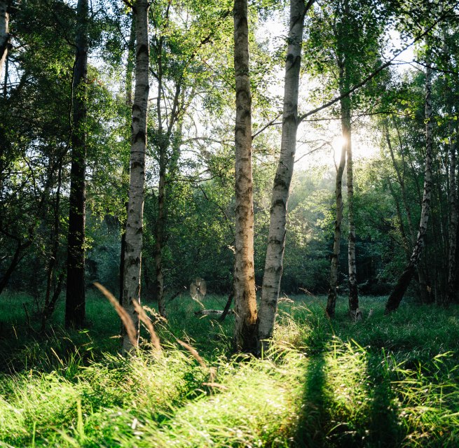 &copy; Bernsteinstadt Ribnitz-Damgarten