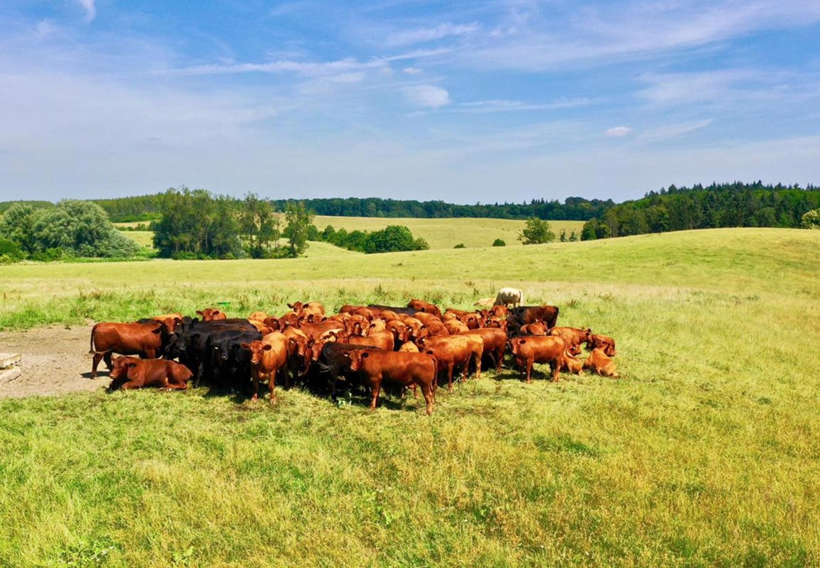 Auf dem Gut Klepelshagen gibt es saftige Wiesen und viel Platz f&uuml;r die Klepelshagener Bio Weiderinder // &copy; Gourmet Manufaktur Gut Klepelshagen