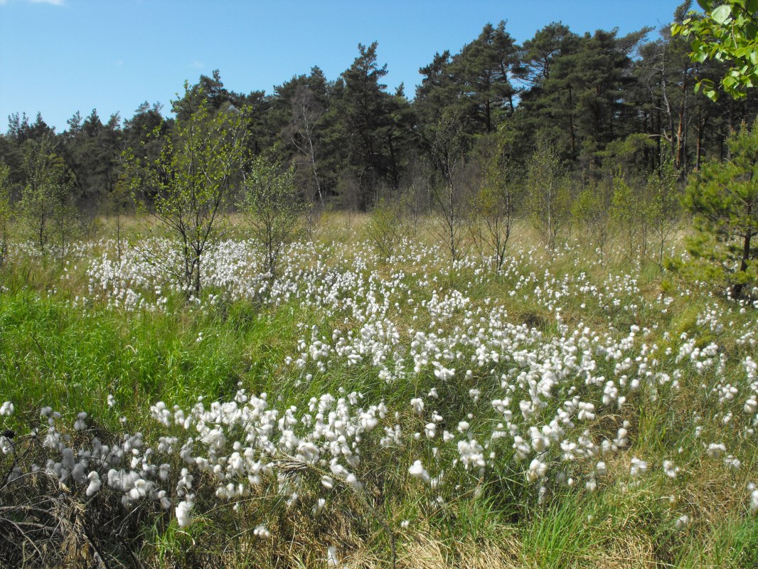 © Stadtmarketing Ribnitz-Damgarten © Stadtmarketing Ribnitz-Damgarten