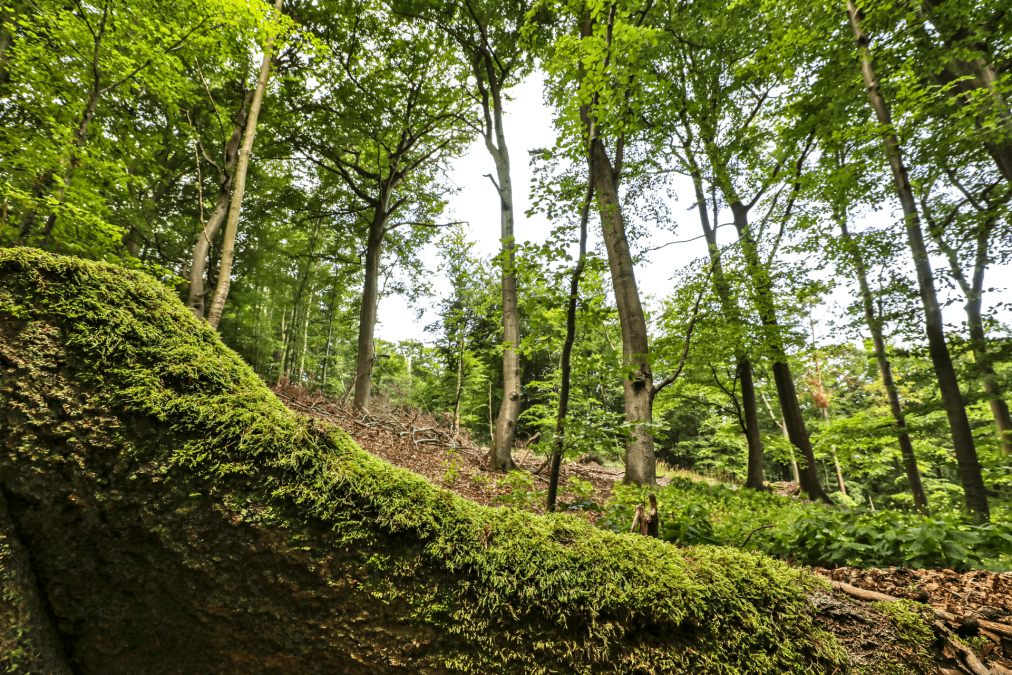 Kur- und Heilwald Heringsdorf, © TMV/Gohlke