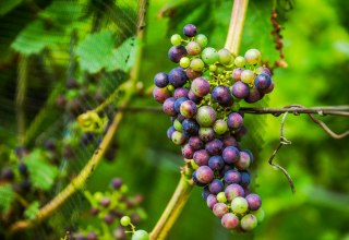 Weingut Schloss Rattey, © Weingut Schloss Rattey | Inselmühle Usedom GmbH