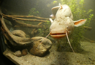 Wels im Aquarium des M&uuml;ritzeums // &copy; Birte Schadlowski/M&uuml;ritzeum