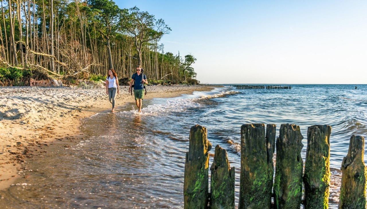 Küstenwald in Graal-Müritz, © TMV/Tiemann Küstenwald in Graal-Müritz, © TMV/Tiemann