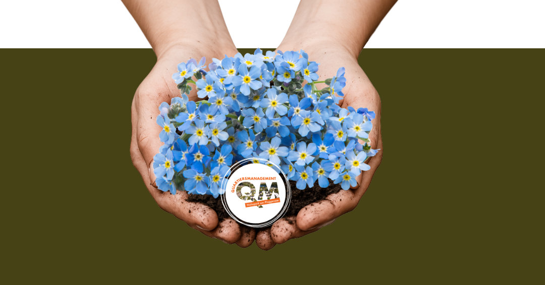 Vergissmeinnicht // © QM Vergissmeinnicht // © QM