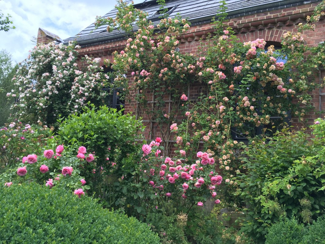 Von duftenden Rosen umrankt: Das Gutshaus Altbauhof // © Gutshaus Altbauhof Von duftenden Rosen umrankt: Das Gutshaus Altbauhof // © Gutshaus Altbauhof