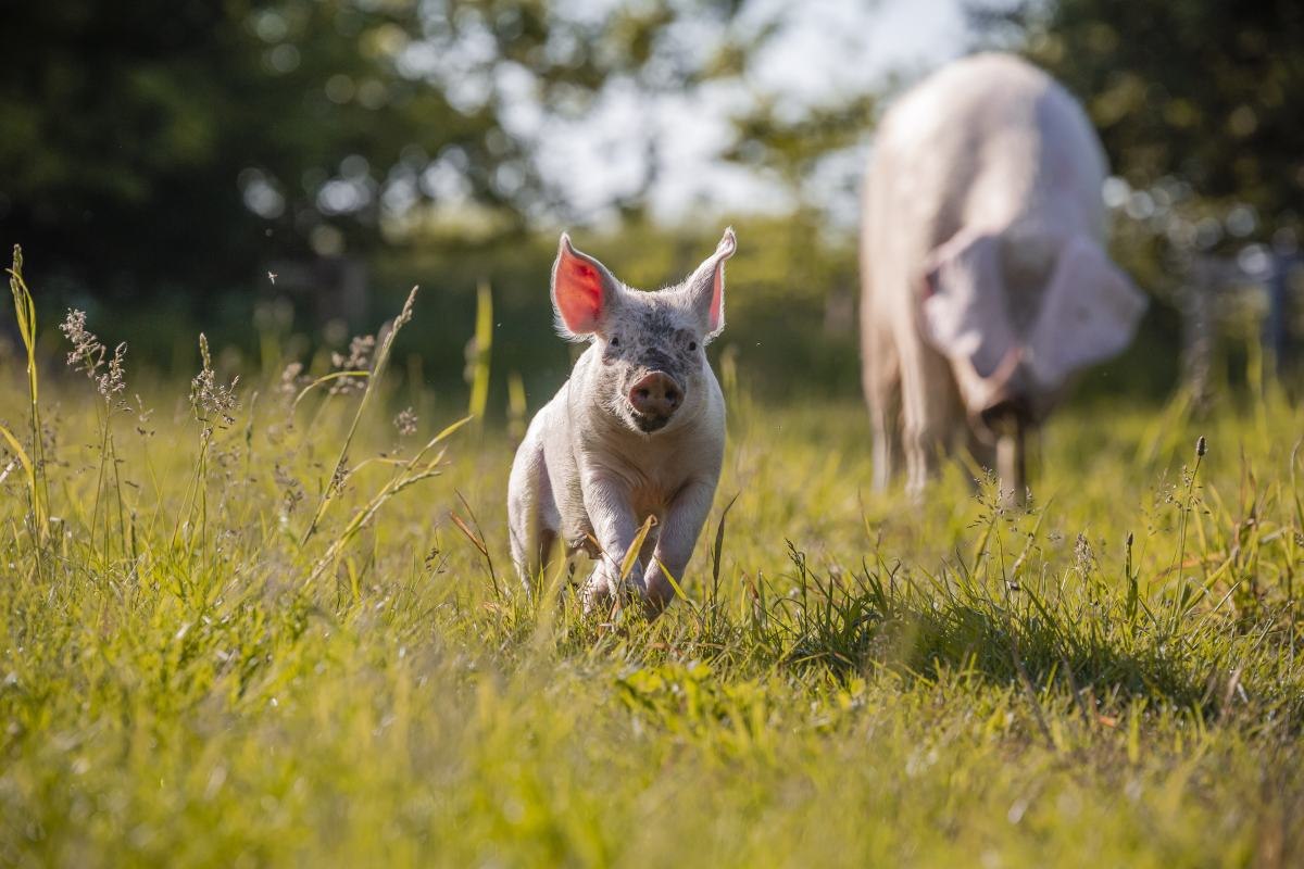 &copy; Land der Tiere