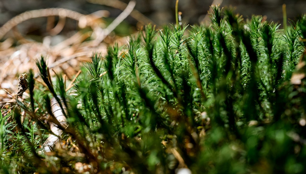 20230704-Kräuterwanderung-337-Foto-Burwitz-Pocha, © burwitz