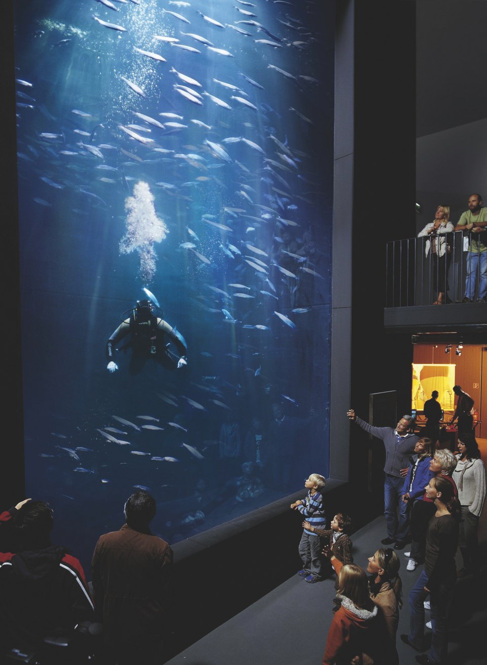 Ein Taucher vom Müritzeum taucht im großen Becken mit einem Fischchwarm. Besucher schauen ihm dabei zu. // Tauchen im großen Becken des Müritzeum in Waren // © Müritzeum Ein Taucher vom Müritzeum taucht im großen Becken mit einem Fischchwarm. Besucher schauen ihm dabei zu.