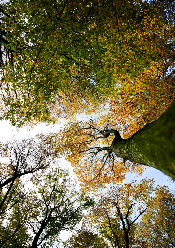 Unter dem Bl&auml;tterdach!, &copy; Christina Blohm