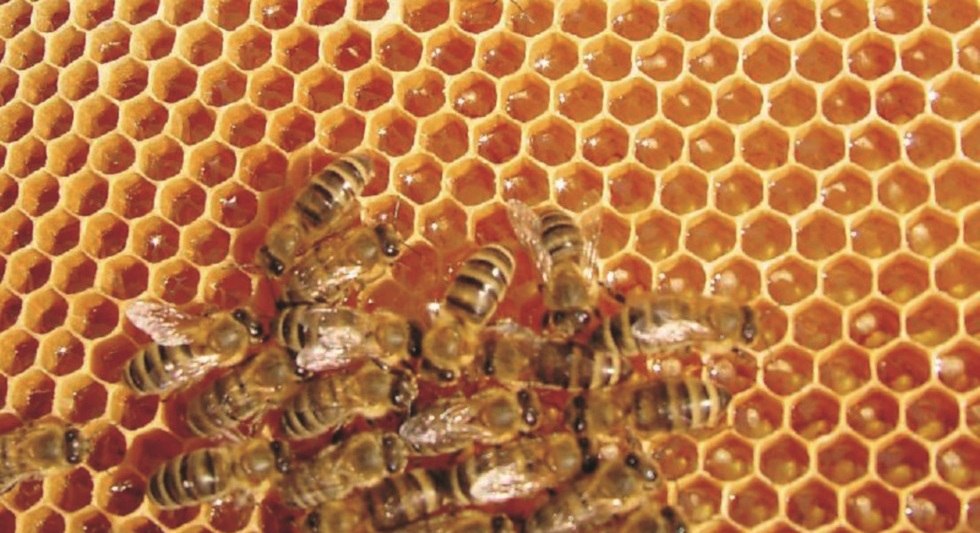 Schau-Imkerei und Bienenmuseum Neumann, &copy; Schau-Imkerei und Bienenmuseum