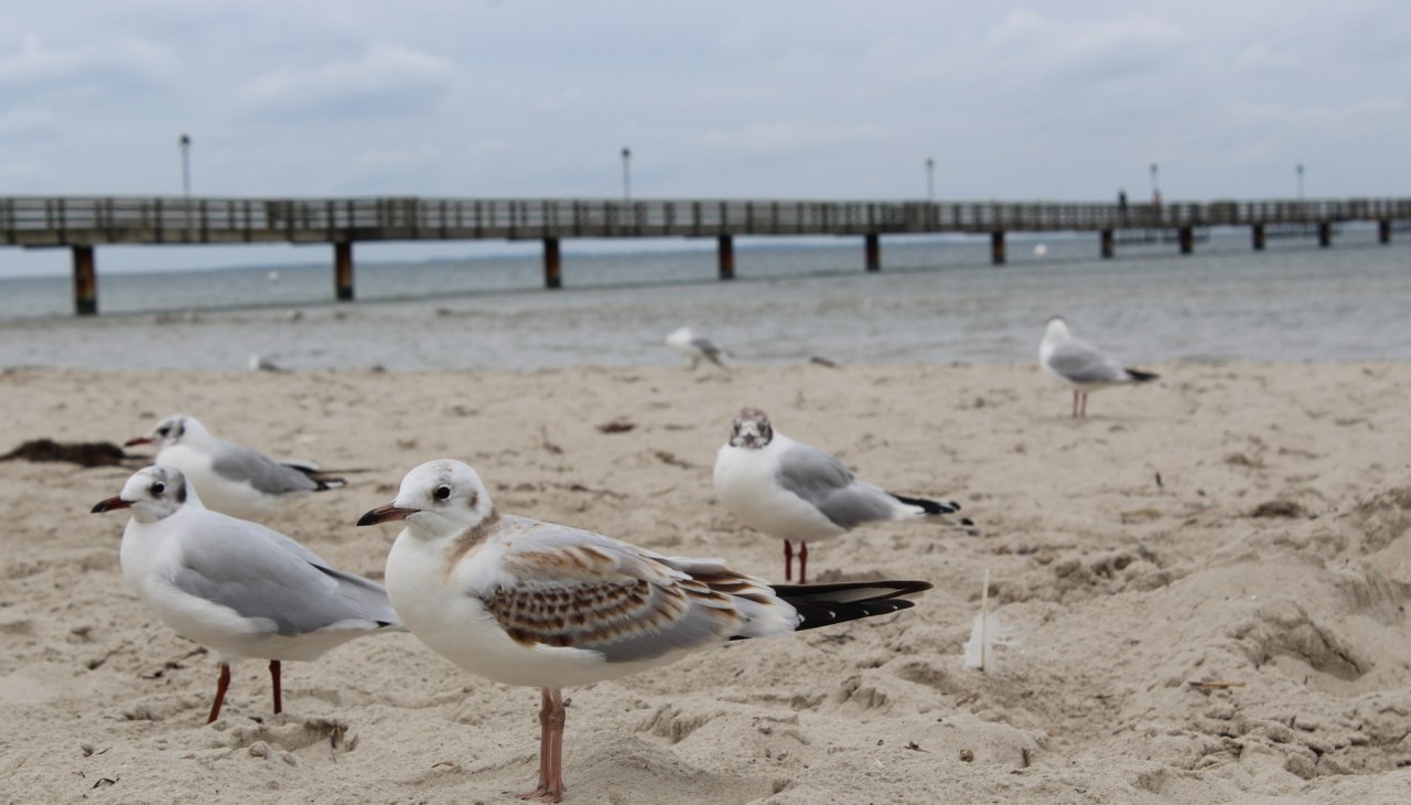 Meeuwen in de wind op het strand van de kustplaats Lubmin, © TVV-Bock Meeuwen in de wind op het strand van de kustplaats Lubmin, © TVV-Bock
