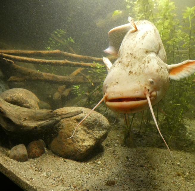 Wels im Aquarium des M&uuml;ritzeums // &copy; Birte Schadlowski/M&uuml;ritzeum