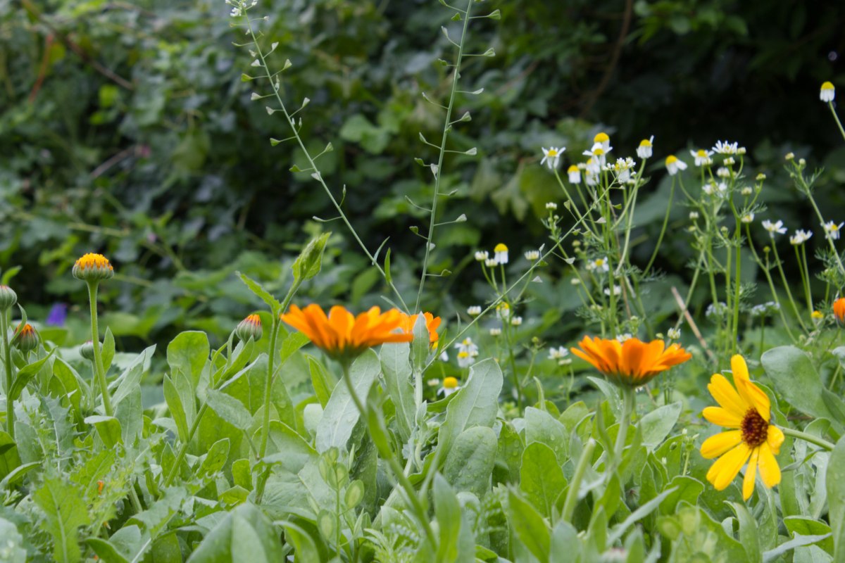 Goudsbloemen en kamille in de tuin van Wildkräuterhos Winkelkraut // © Wildkräuterhof Winkelkraut / Antje Conrad Goudsbloemen en kamille in de tuin van Wildkräuterhos Winkelkraut // © Wildkräuterhof Winkelkraut / Antje Conrad