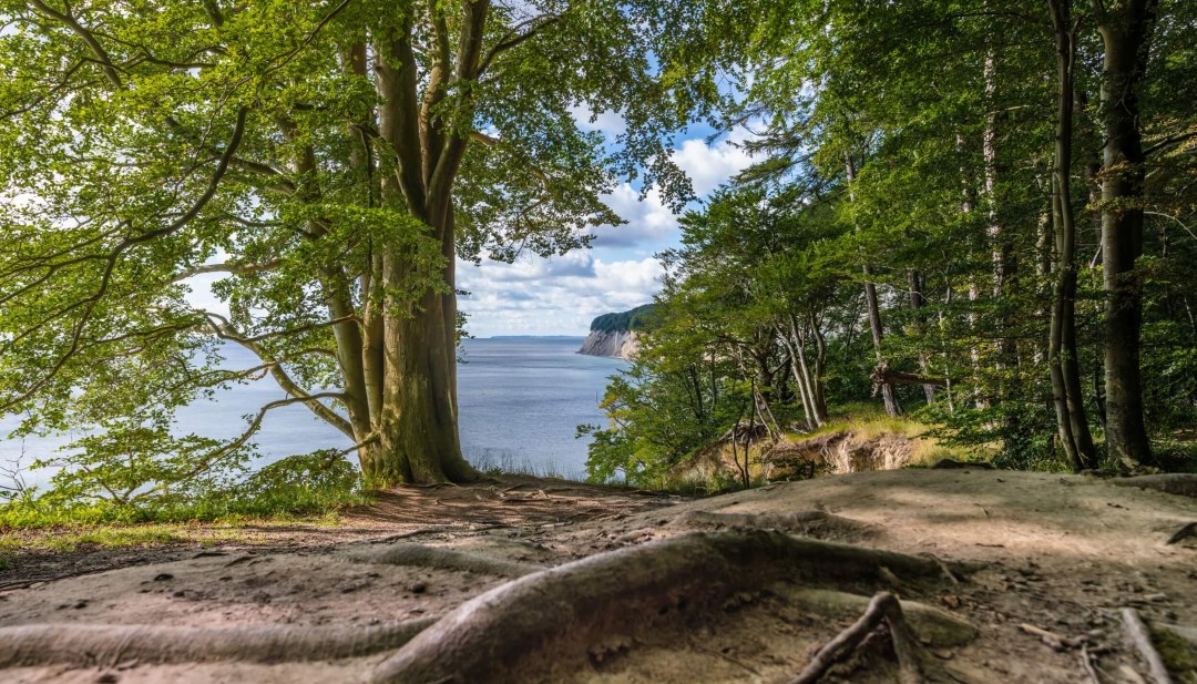 Kathedraal met uitzicht op zee: Stubnitz is de naam van het grote beukenbos in het Nationaal Park Jasmund, direct aan de Oostzeekust van R&uuml;gen. // &copy; MV-T/Tiemann