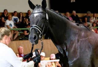 Stutbucheintragung in Hirschburg, &copy; de