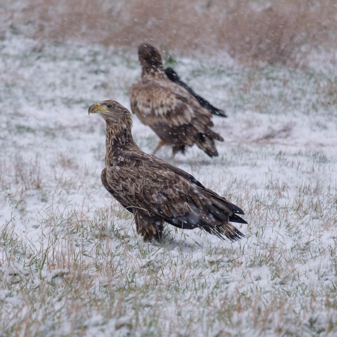Junger Seeadler, &copy; Hermann Roth