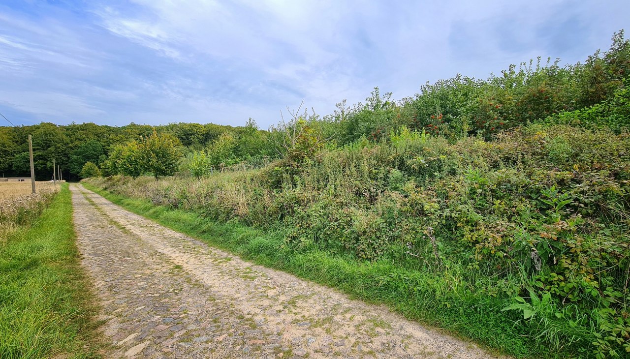 Klimawald Stubnitz, &copy; Landesforst MV