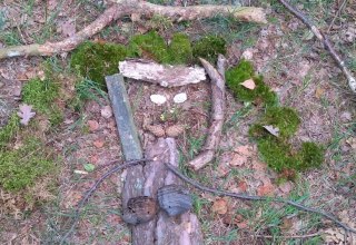 Kreatives Waldbild, &copy; Sabine G&ouml;rmar