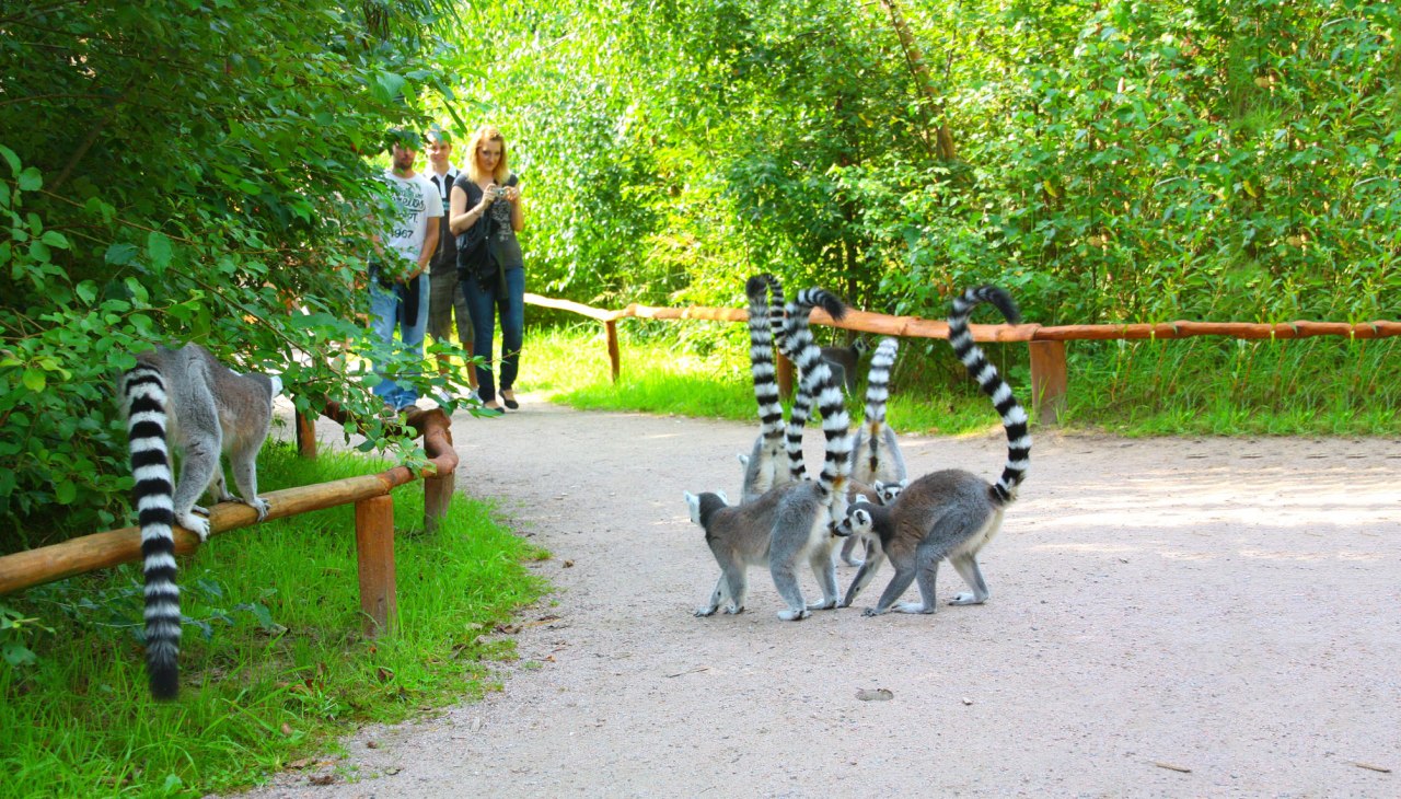 Kattas, © Vogelpark Marlow/Zöger