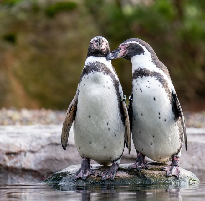 Zwei Humboldtpinguine im Zoo Rostock // &copy; Zoo Rostock/ Dr&uuml;bbisch