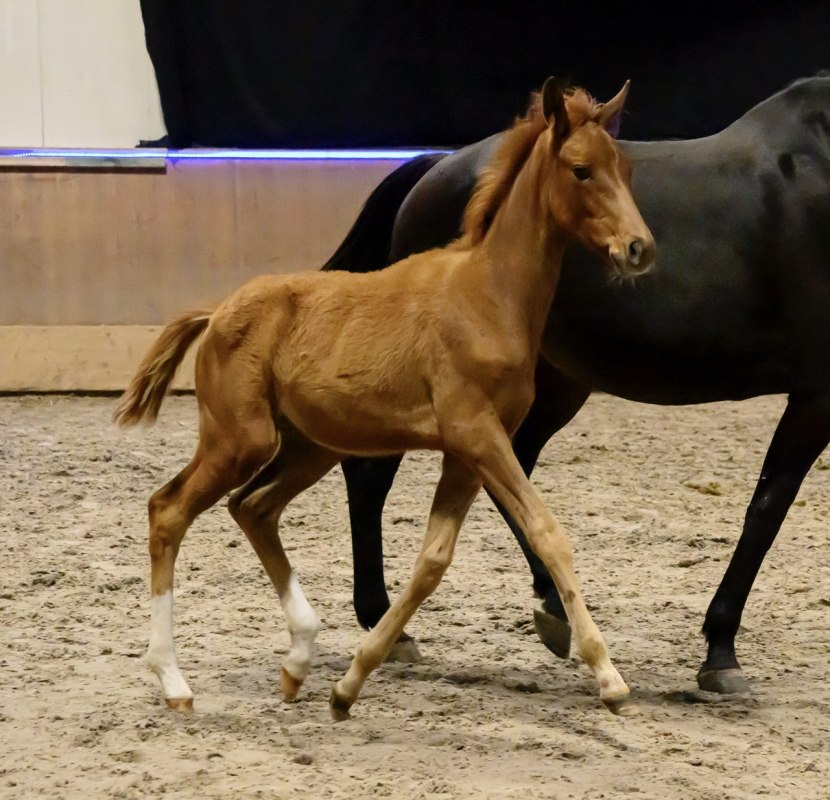 Fohlenschau der Trakehner 2025 // &copy; DE