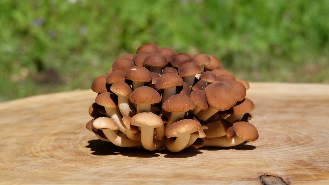 Samthaube, © GGP-Gruppe Samthaube, © GGP-Gruppe