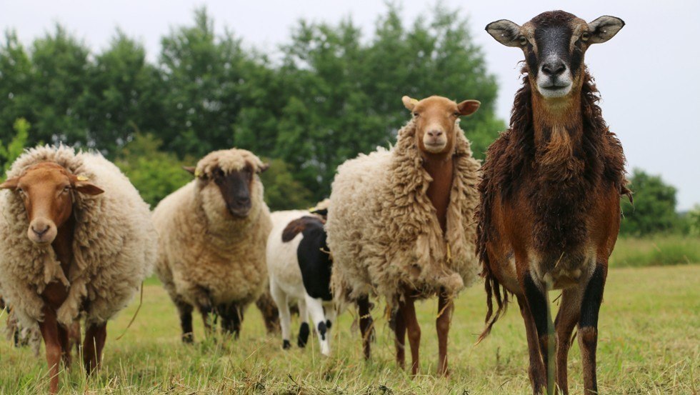 &copy; Stiftung Tiernothilfe