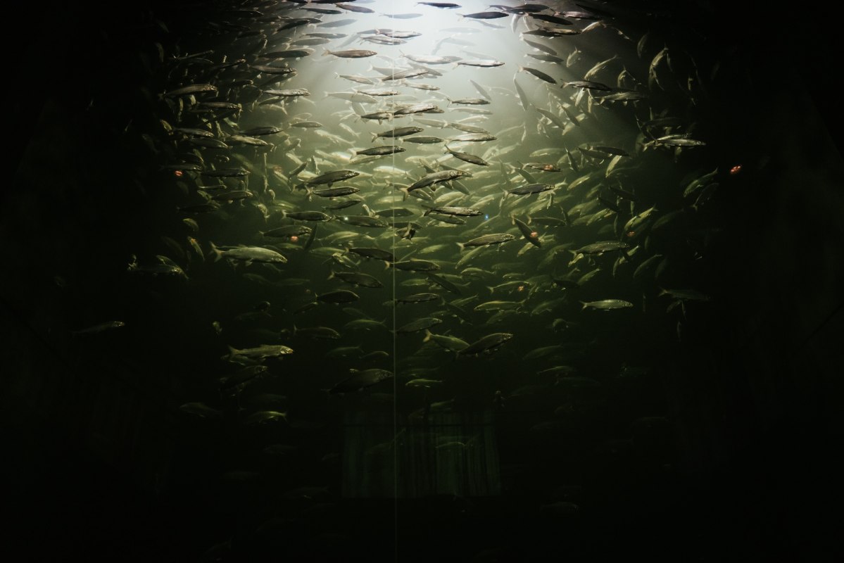 Onderwatervisjes zwemmen door het water, licht breekt op het oppervlak en baadt de school in een mystieke groene kleur. In het M&uuml;ritzeum in Waren (M&uuml;ritz) kun je de onderwaterwereld van het Mecklenburgse merengebied van dichtbij beleven - een fascinerende blik in verborgen werelden. // &copy; 1000seen.de