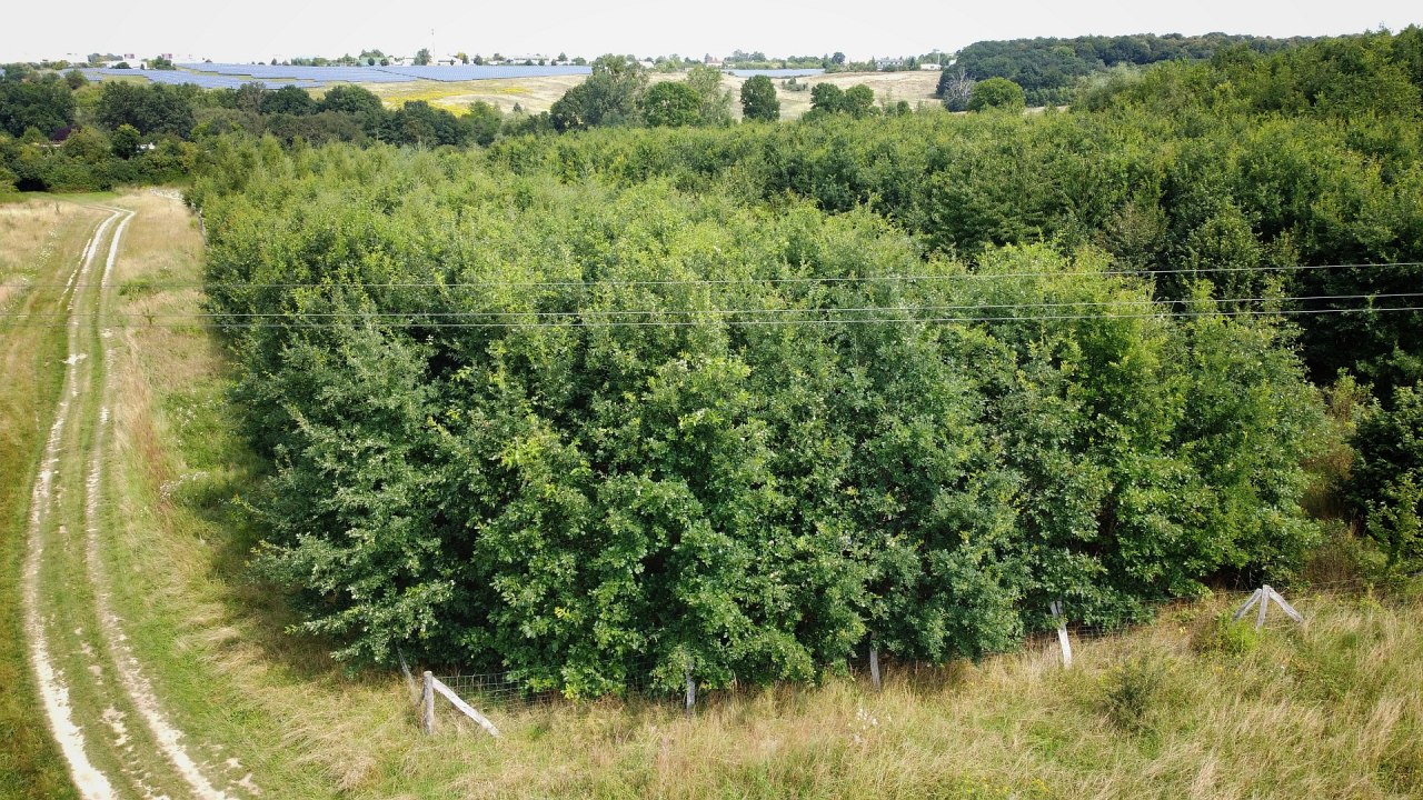 Klimawald Neubrandenburg-Nettelkuhl // © Landesforst MV Klimawald Neubrandenburg-Nettelkuhl // © Landesforst MV