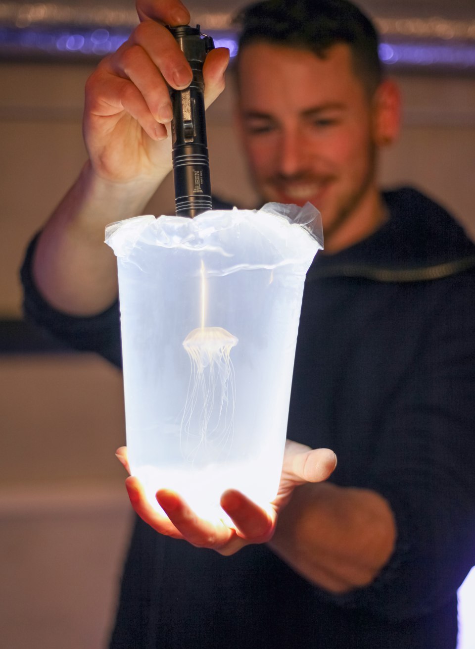 Kompassquallen im Ozeaneum werden durchleuchtet für die Anschauung. Dafür wird eine kleine Taschenlampe zur Hilfe genommen und das Gefäß durchleuchtet von einem Mitarbeiter. // Kompassquallen im Ozeaneum mit Beleuchtung // © Anke Neumeister Kompassquallen im Ozeaneum werden durchleuchtet für die Anschauung. Dafür wird eine kleine Taschenlampe zur Hilfe genommen und das Gefäß durchleuchtet von einem Mitarbeiter.