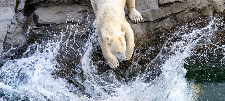 Ein Eisbär im Zoo Rostock. // © Zoo Rostock/ Drübbisch Ein Eisbär im Zoo Rostock. // © Zoo Rostock/ Drübbisch