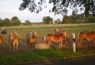 Die Haflinger des Haflingerhof-Tack erwarten Sie // &copy; Haflingerhof Tack/ Volker Tack