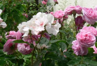 Prachtvolle Rosen in Schlemmin // &copy; Rosentau-Keramik/Rehfeld