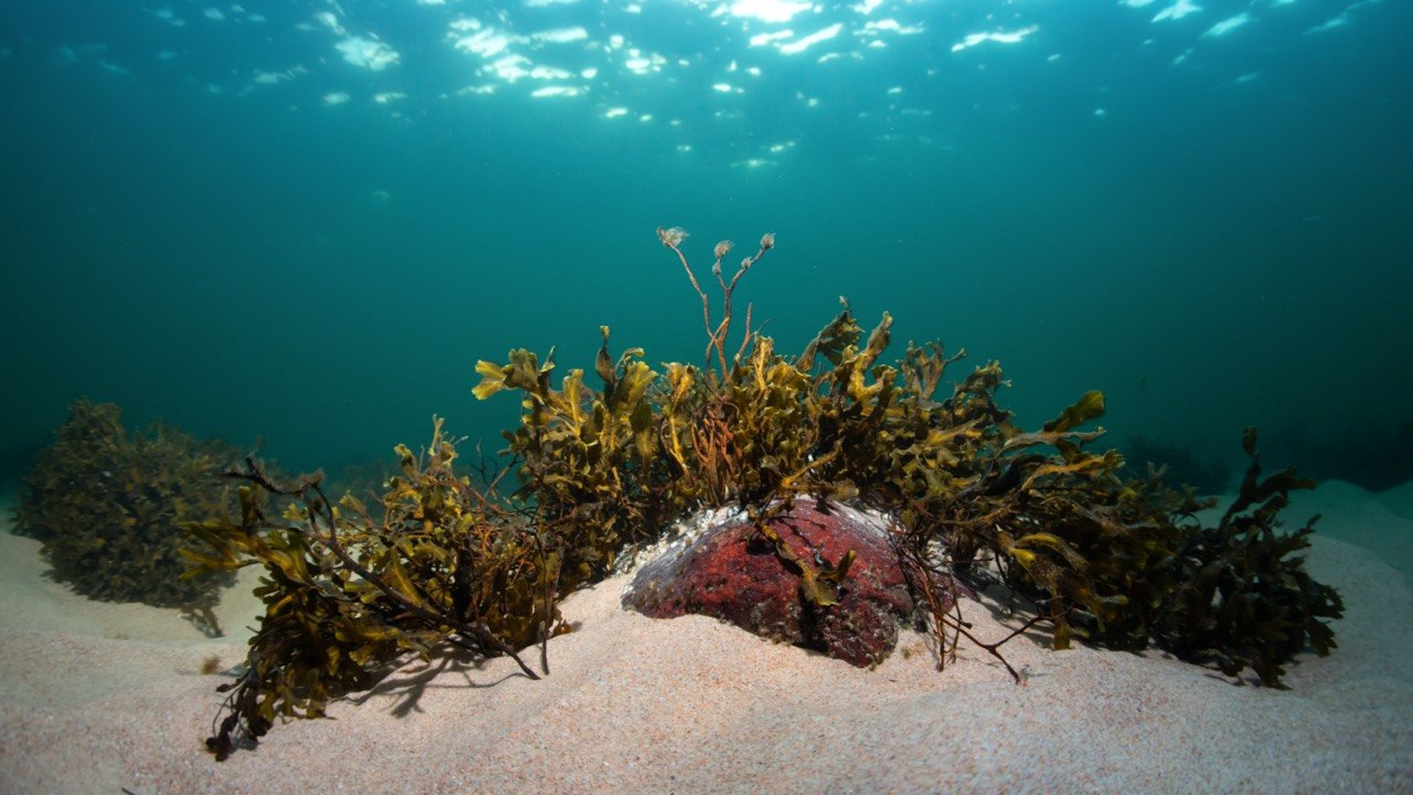 Ostsee Braunalge Blasentang // &copy; Pekka Tuuri