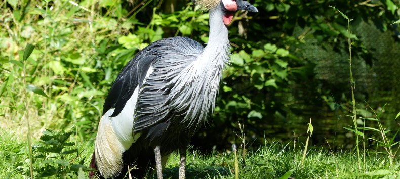Der Kronenkranich ist Zootier des Jahres 2026 // &copy; Hansestadt Stralsund