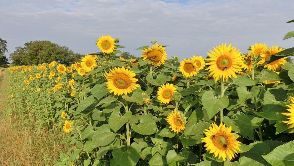 Zeer goede vervoersverbindingen en toch midden op het platteland // &copy; Markmann