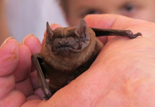 &copy; Nationalparkamt M&uuml;ritz, B. L&uuml;thi Herrmann