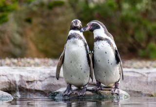 Zwei Humboldtpinguine im Zoo Rostock // &copy; Zoo Rostock/ Dr&uuml;bbisch