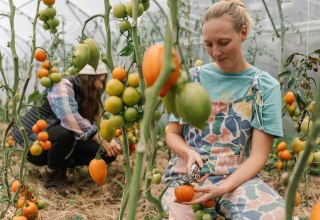 Unser Gew&auml;chshaus voller Tomaten // &copy; Michael Taterka