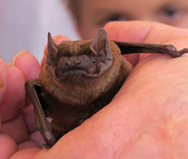 © Nationalparkamt Müritz, B. Lüthi Herrmann © Nationalparkamt Müritz, B. Lüthi Herrmann