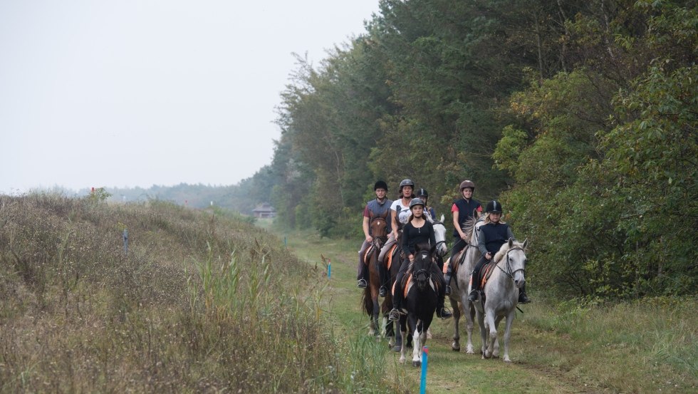 Als Reiterhof Gränert haben wir uns mit unseren Mecklenburgern auf Tages- und Wanderritte spezialisiert. // © MV-T/ Frank Hafemann Als Reiterhof Gränert haben wir uns mit unseren Mecklenburgern auf Tages- und Wanderritte spezialisiert. // © MV-T/ Frank Hafemann