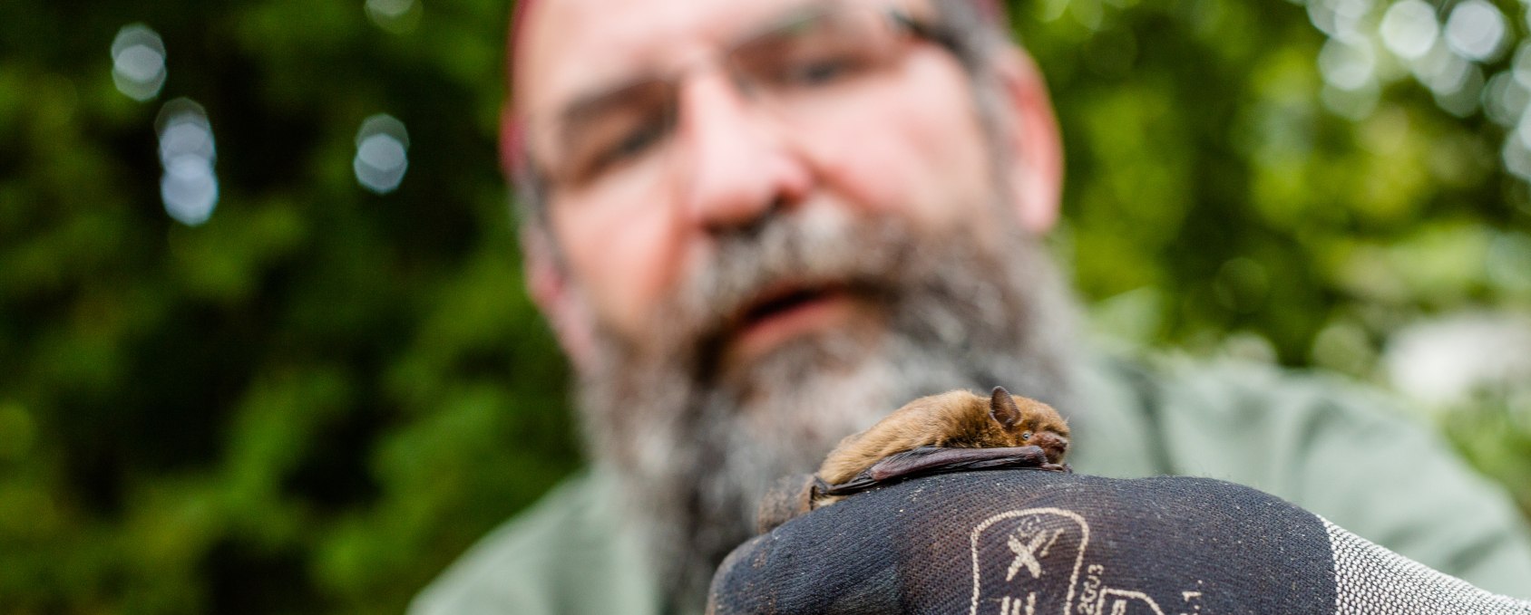 Een vleermuis in handen van Ralf Koch, die rondleidingen geeft en uitleg geeft over de bescherming van de dieren.