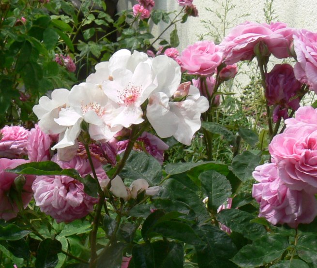 Prachtvolle Rosen in Schlemmin, &copy; Rosentau-Keramik/Rehfeld