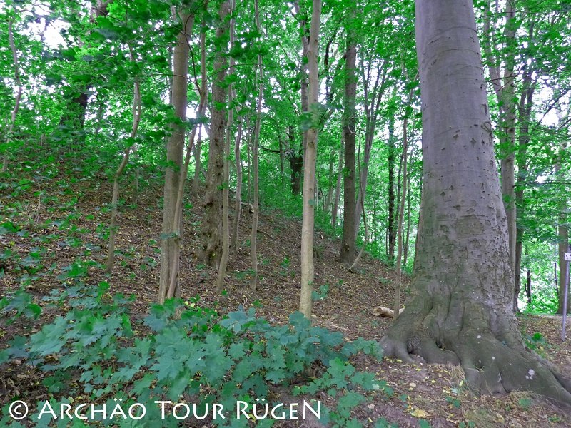 Der einstige Burgwall aus der Slawenzeit ist heute mit Bäumen bewachsen. // © Archäo Tour Rügen Der einstige Burgwall aus der Slawenzeit ist heute mit Bäumen bewachsen. // © Archäo Tour Rügen