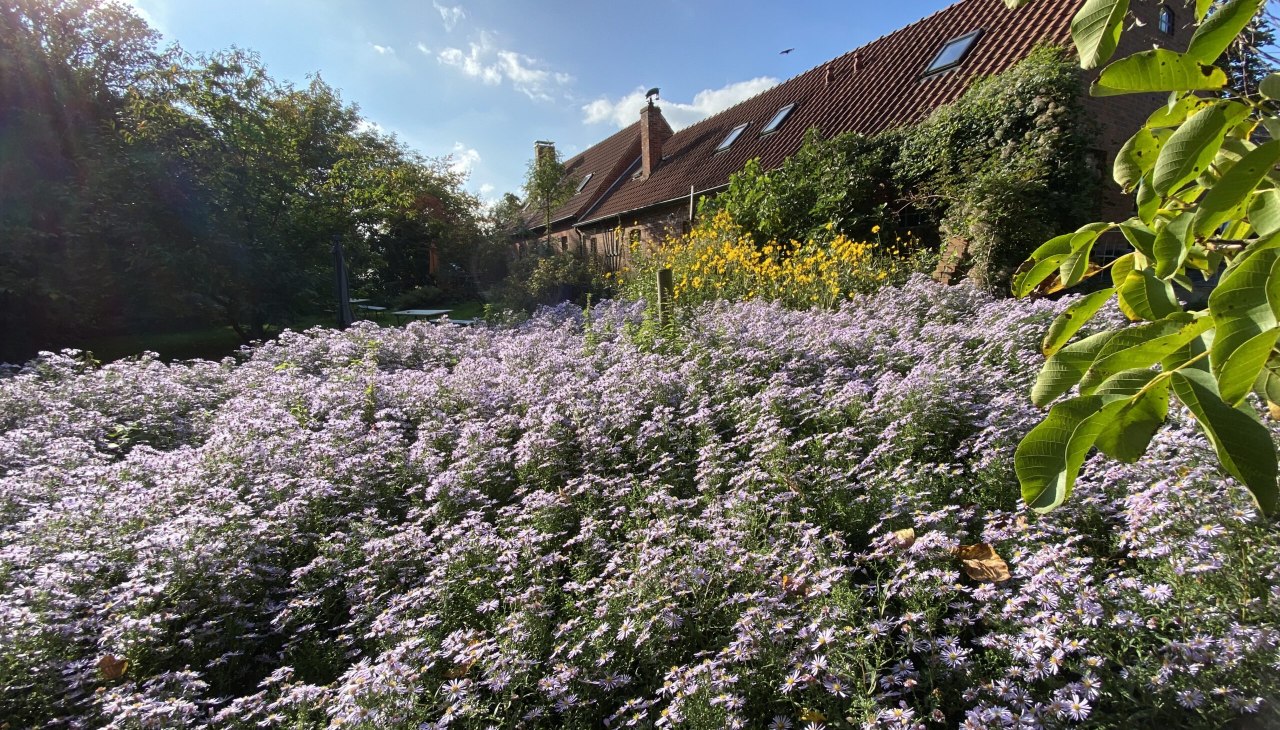 Am Biergarten hinter dem Caf&eacute; w&auml;chst ein gro&szlig;es Feld an Wildastern. Im Sp&auml;tsommer ein summender und brummender Treffpunkt der Insekten., &copy; Thomas Grosch