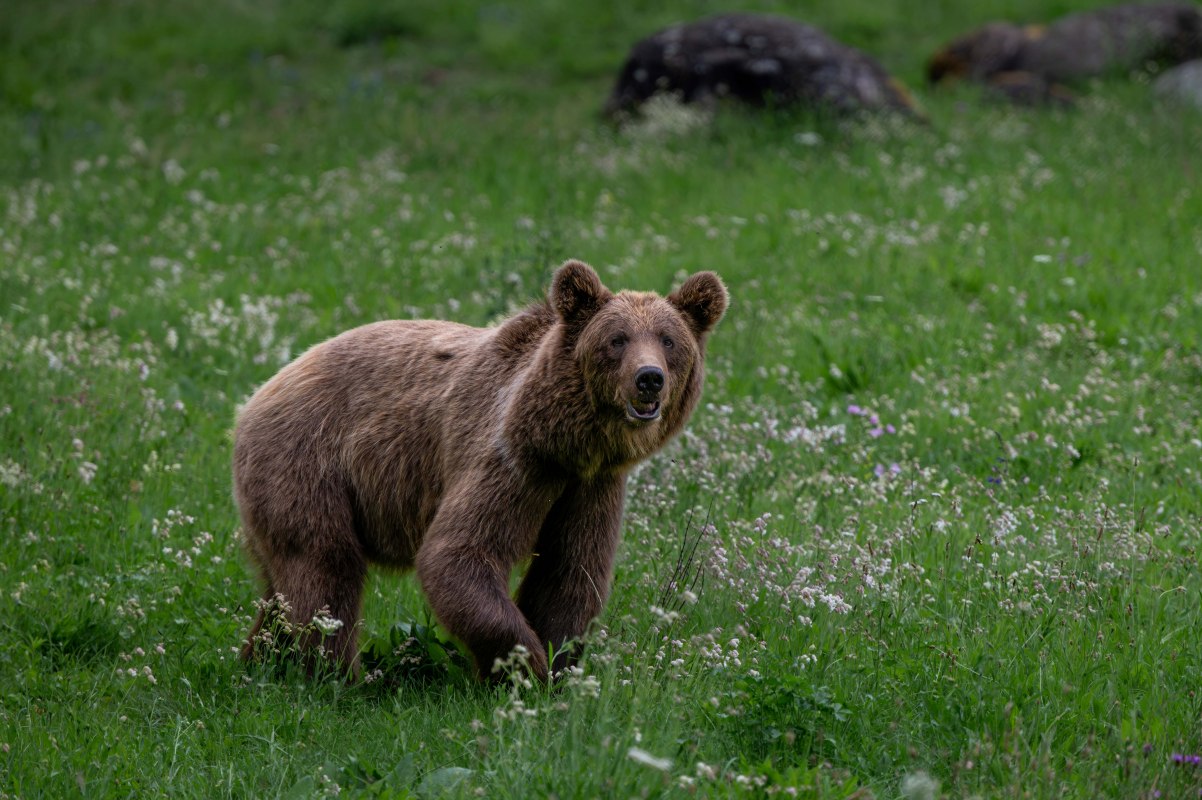 Braunb&auml;r Dasha im B&Auml;RENWALD M&uuml;ritz // &copy; B&Auml;RENWALD M&uuml;ritz | Riccardo und Marie Maywald